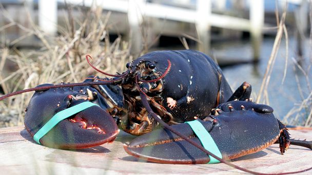 Oosterschelde kreeften arrangement